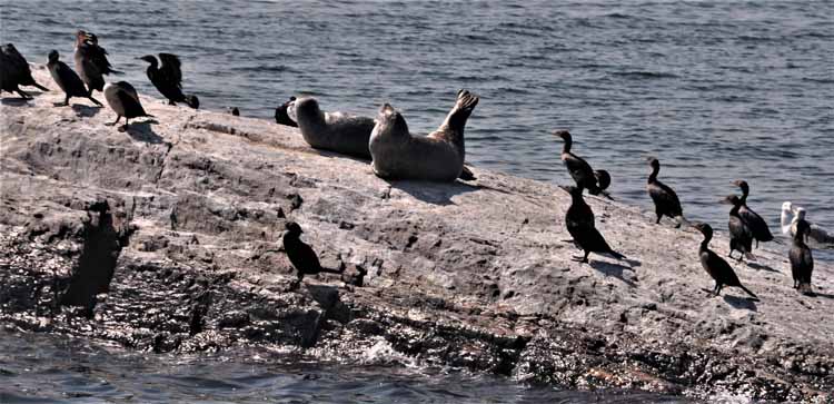 sea lions